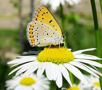 Бабочка Голубянка Икар