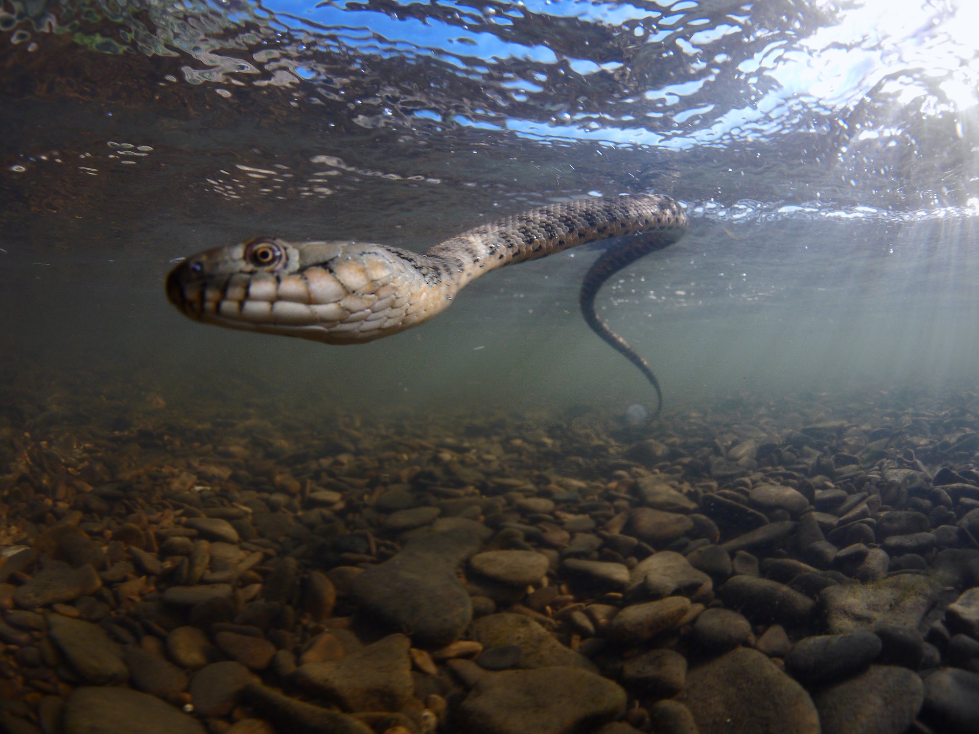 Водяная змейка. Водяной уж бычколов. Водяной уж (Natrix tessellata). Уж обыкновенный плавает. Змея водяной уж.