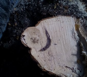 Срез дерева у пня