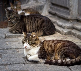Кошки Стамбула, Июнь 2013