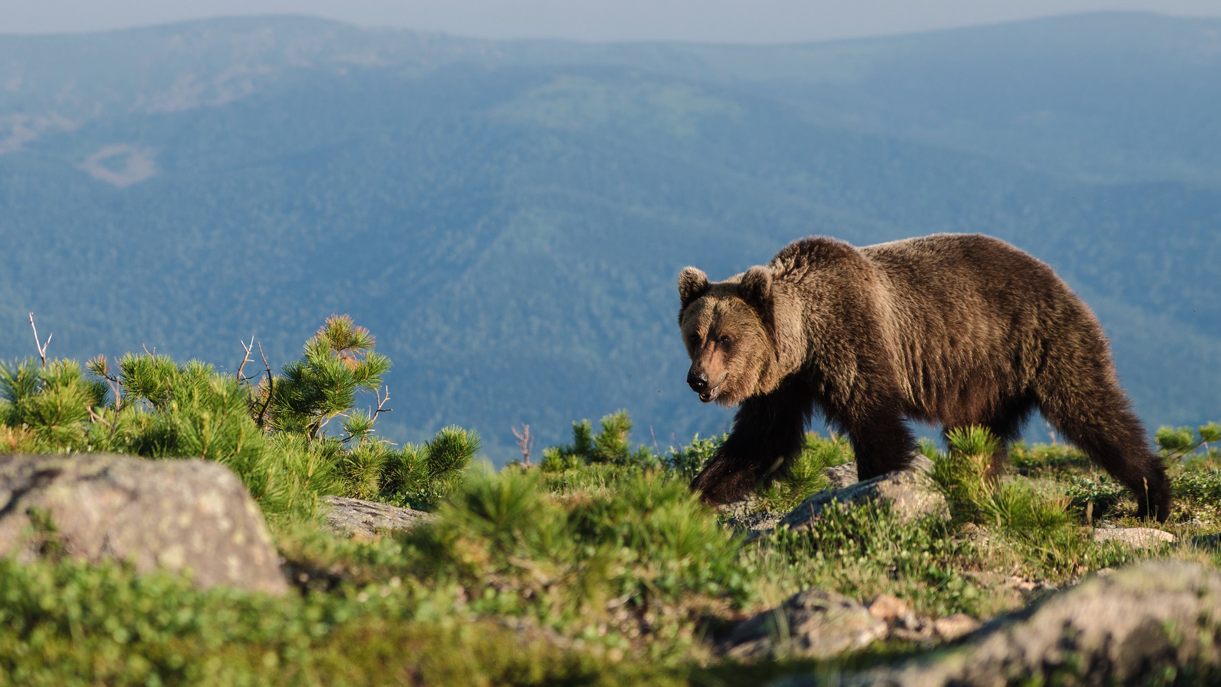 Медведь крупное млекопитающее. Кузнецкий Алатау бурый медведь. Гора медвежья Кузнецкий Алатау. Кузнецкий Алатау заповедник фауна. Баргузинский заповедник бурый медведь.