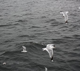 /upload/iblock/7fe/7fefa08e73510f9365d899b77a2f456c.jpg