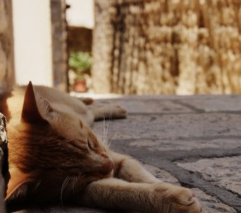 Кот из Дубровника