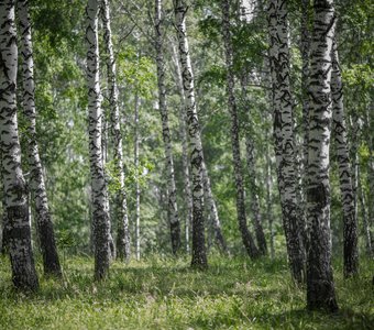 Там русский дух, там Русью пахнет