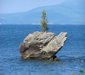 Байкальская черепаха