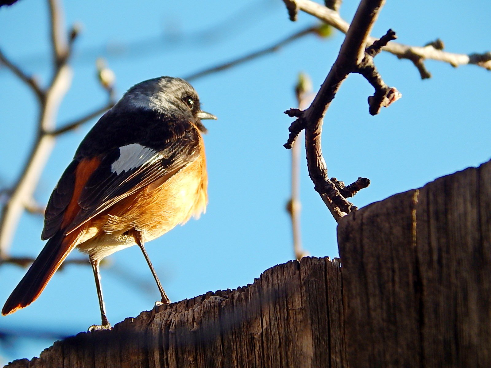 Горихвостка