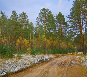 Ivanovka Forest. November Road. Ивановский лес. Ноябрьская дорога.