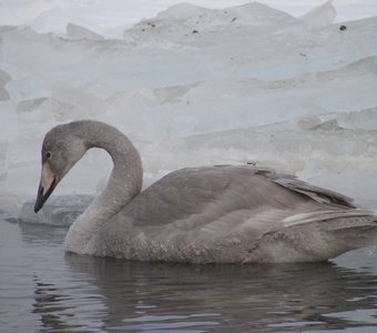 Зимний кликун