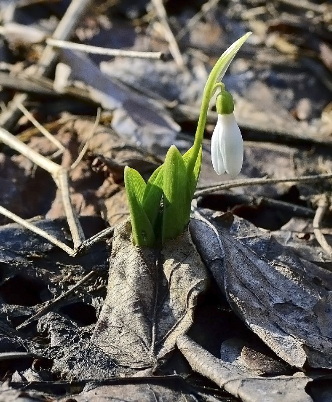 Оберег поле: древний щит, который работает до сих пор