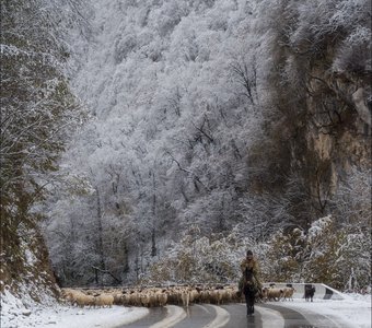 Чабан и его свита