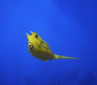 Селфи-рыбка)