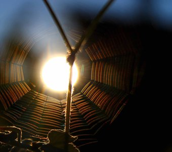 Sunset through web