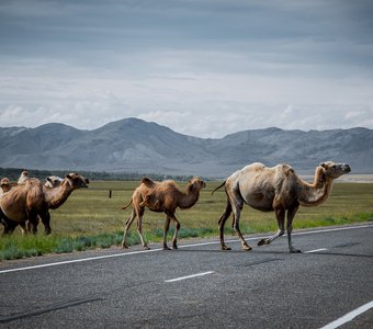 Верблюды переходят дорогу