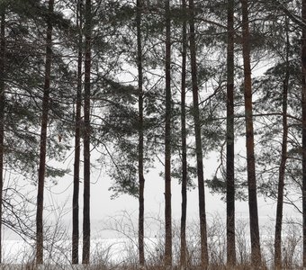 Живая изгородь