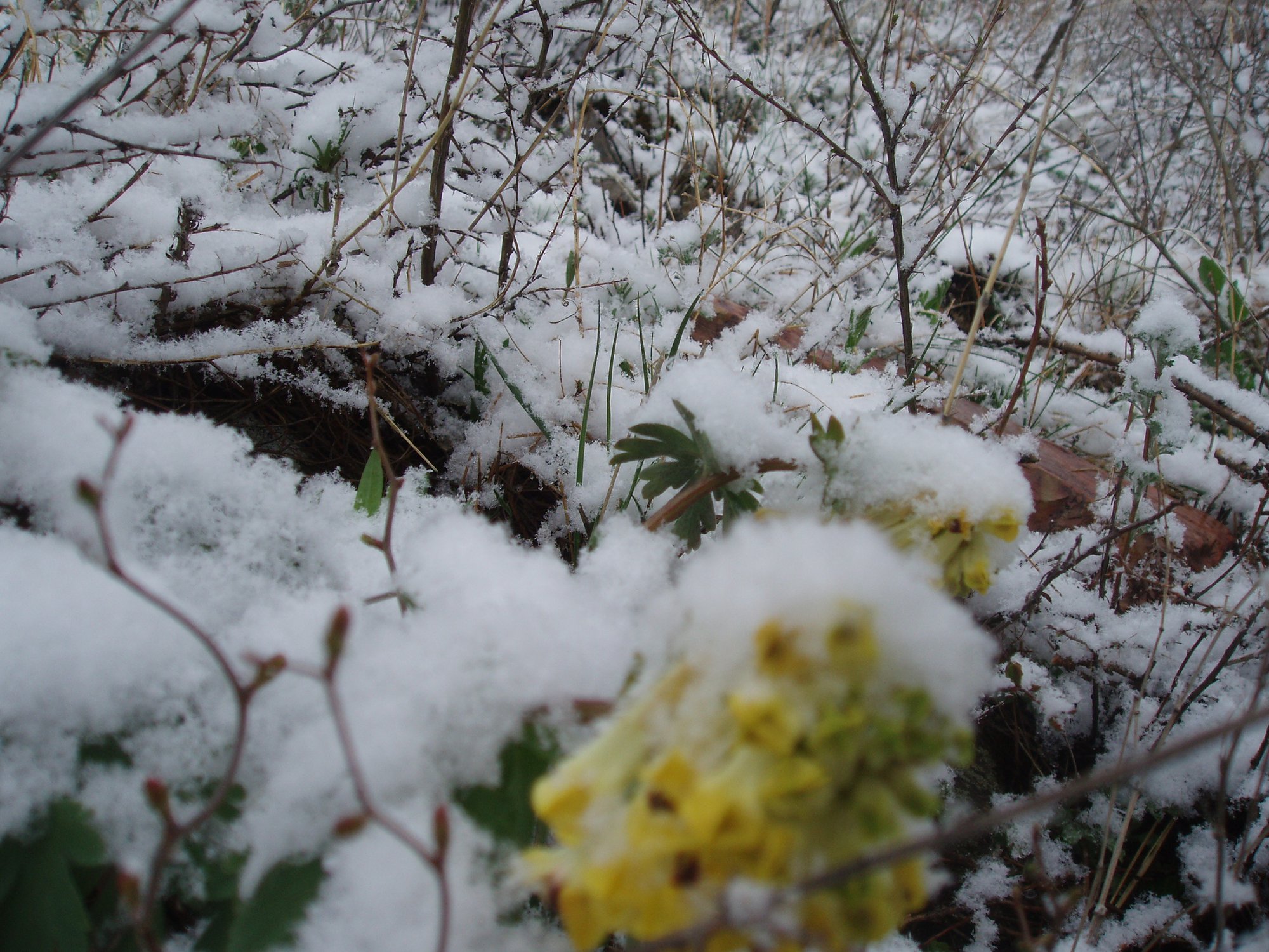 Весенние цветы Горного Алтая