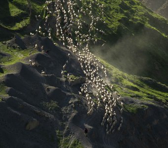 Перегон овец на летние пастбища. Дагестан, окрестности с.Чох