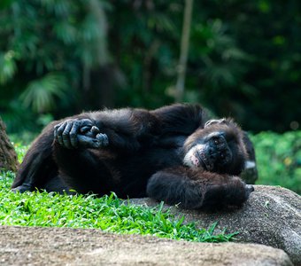 Шимпанзе отдыхает на траве