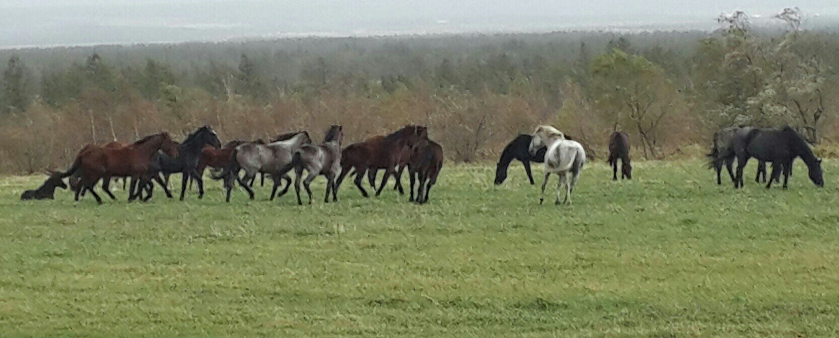 Сахалинский табун