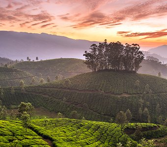 Чайные плантации в Муннаре на юге Индии.