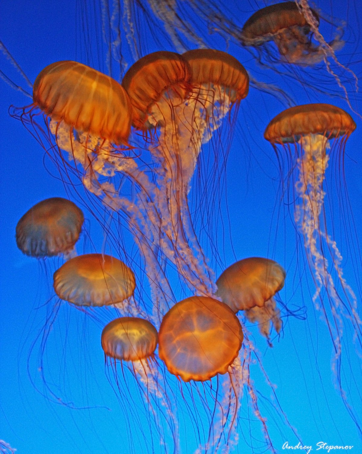 Танец медуз. Аквариум Monterey Bay