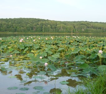 Озеро лотосов