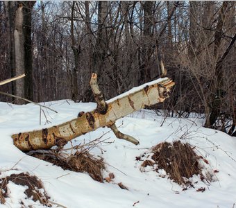 И даже пень в весенний день...