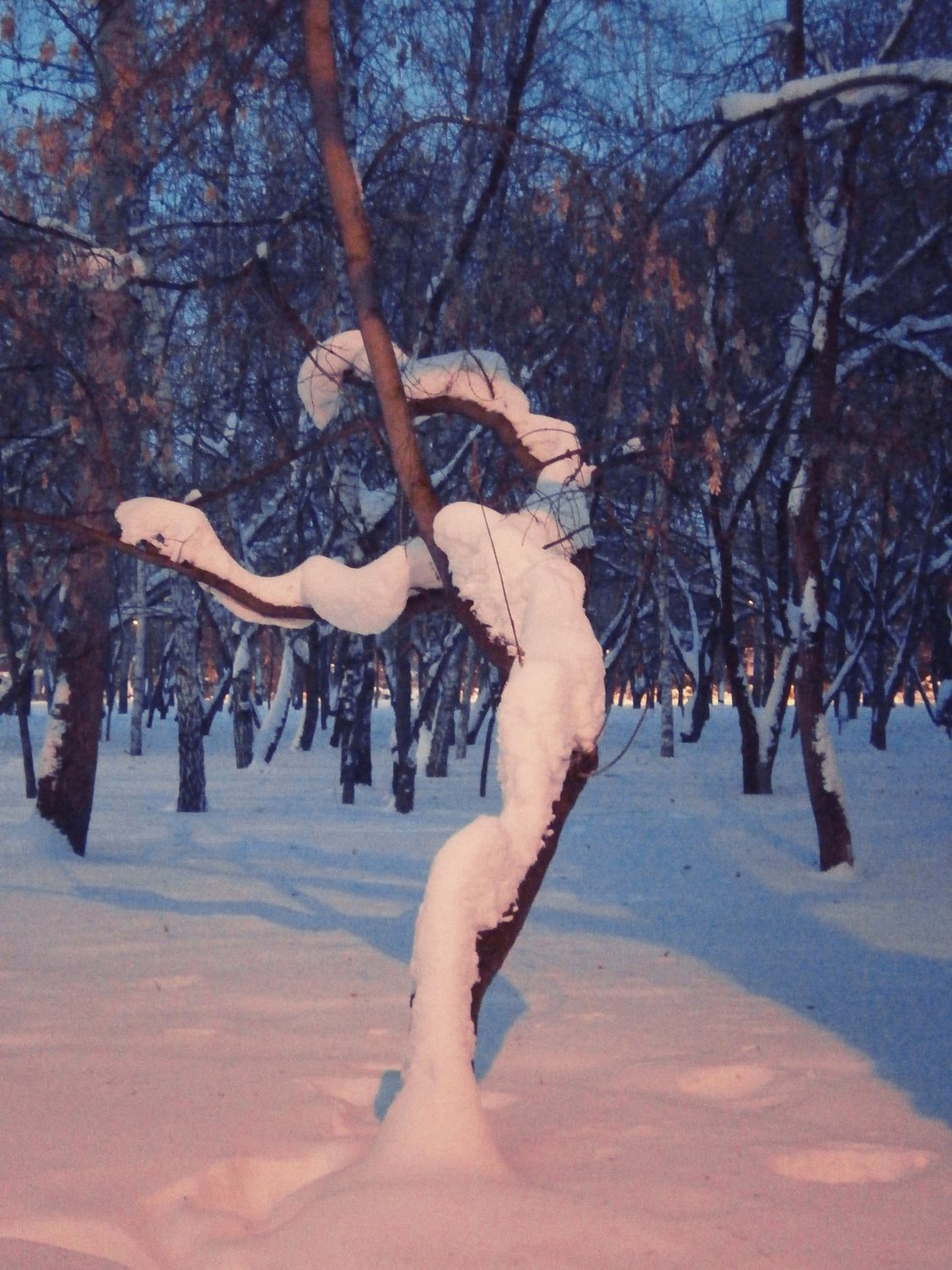 Танцующее дерево