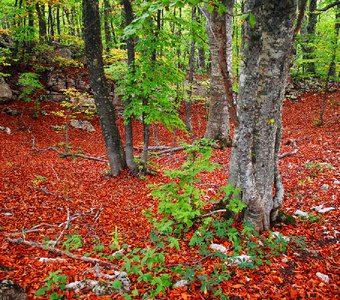 Красный ковер из листьев