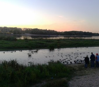 Утки на реке Волхов. Торговая сторона