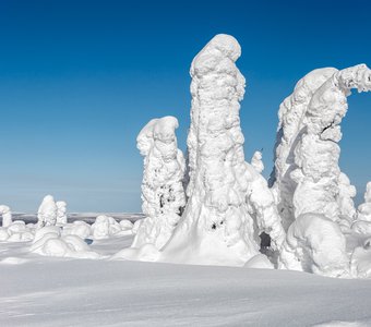 Снегурчатые деревья на горе Нуорунен. Республика Карелия