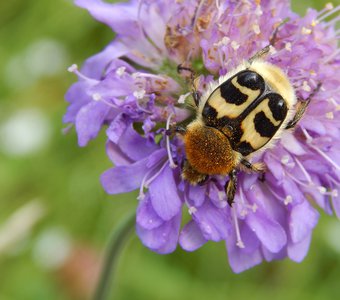 Пятнистый жук, восковик перевязанный, на цветке