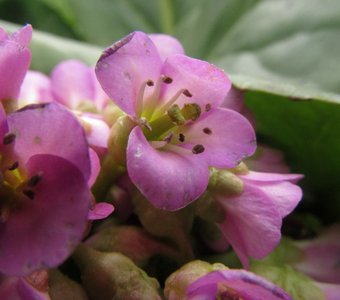 Bergenia crassifolia - Бадан толстолистный