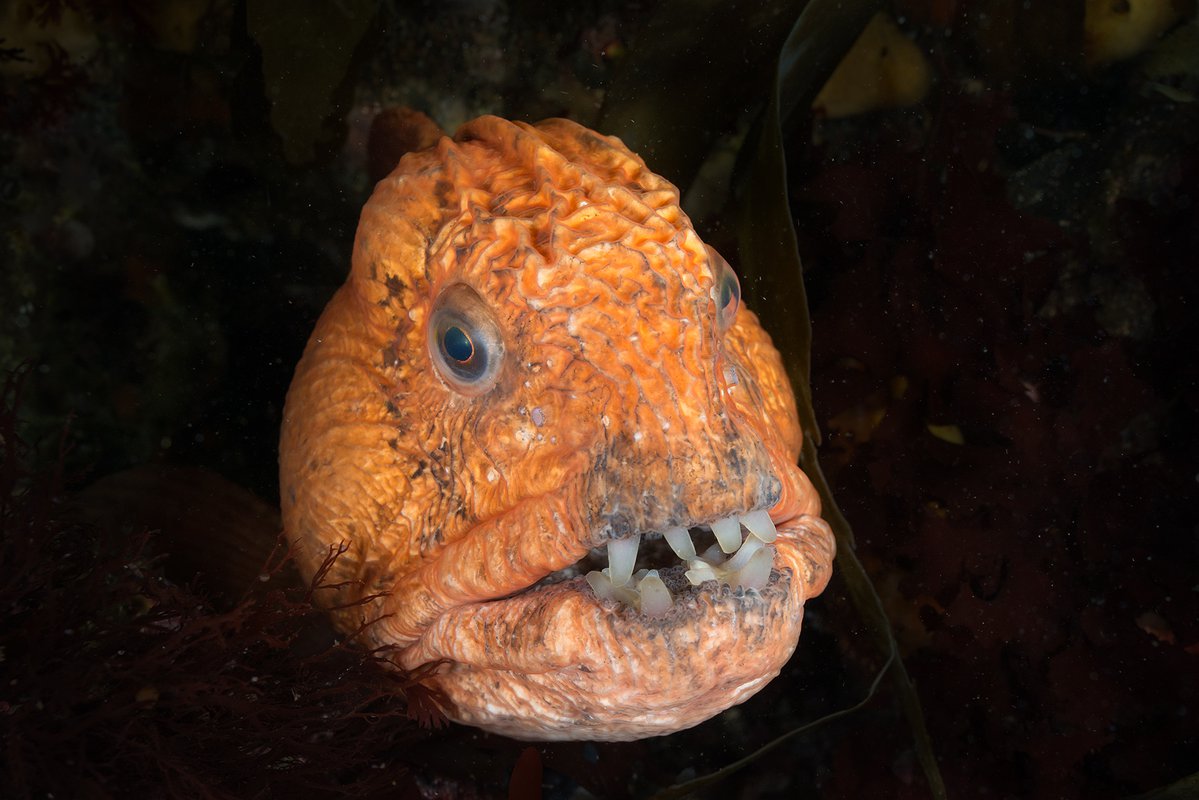 Морской волк рыба