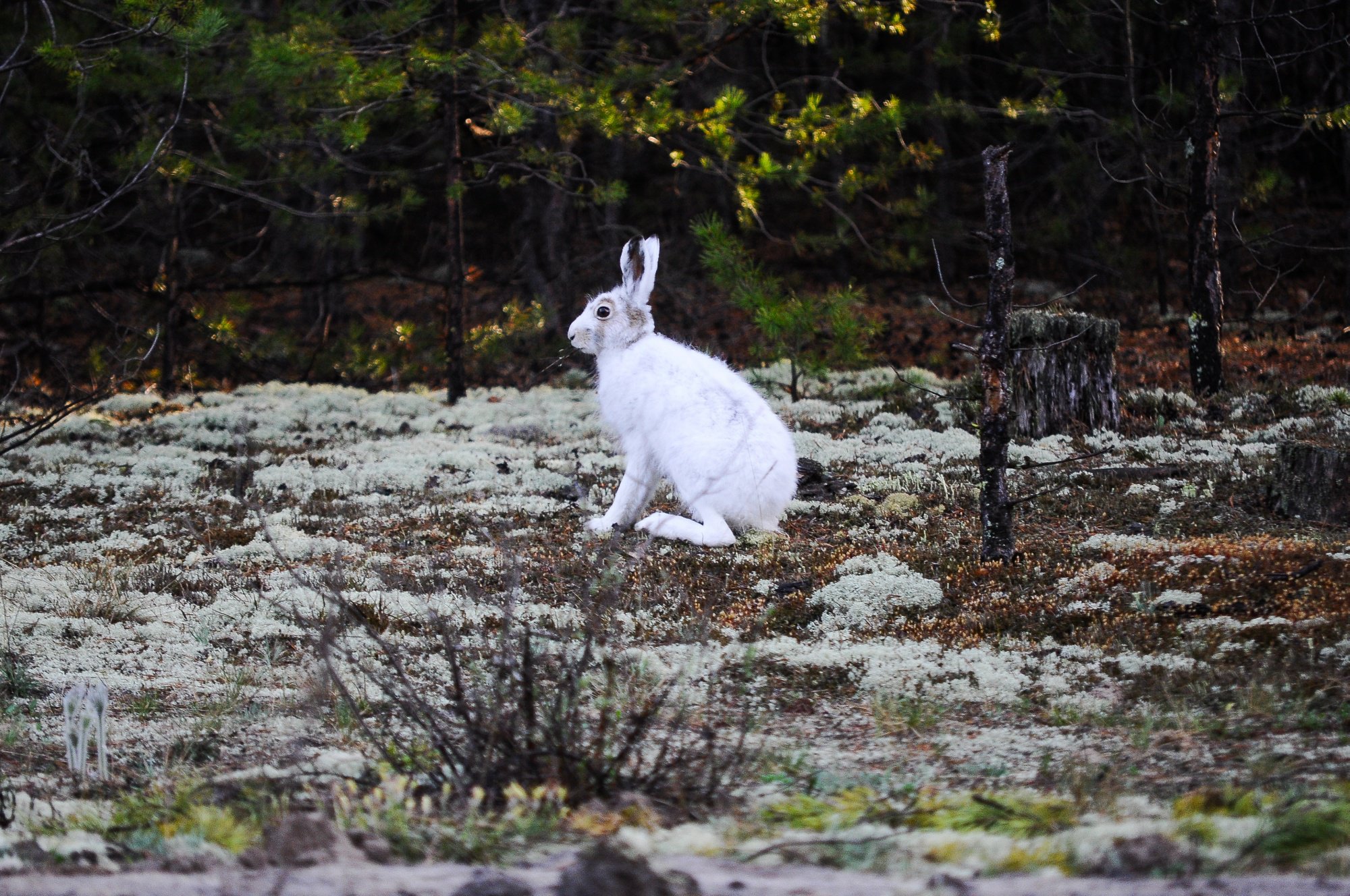 Заяц не переодетый
