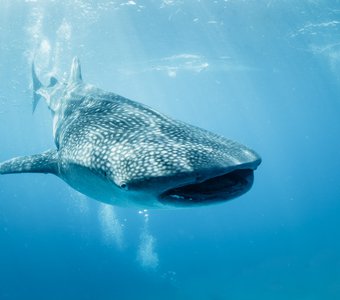 Китовая акула, whale shark