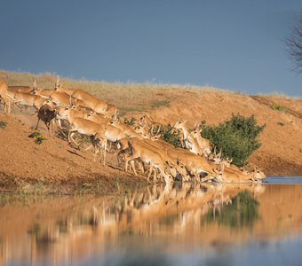 Сайгаки на водопое