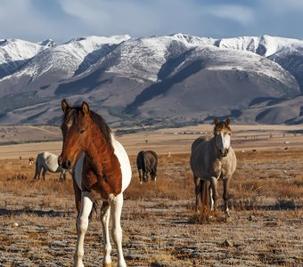 В Курайской степи