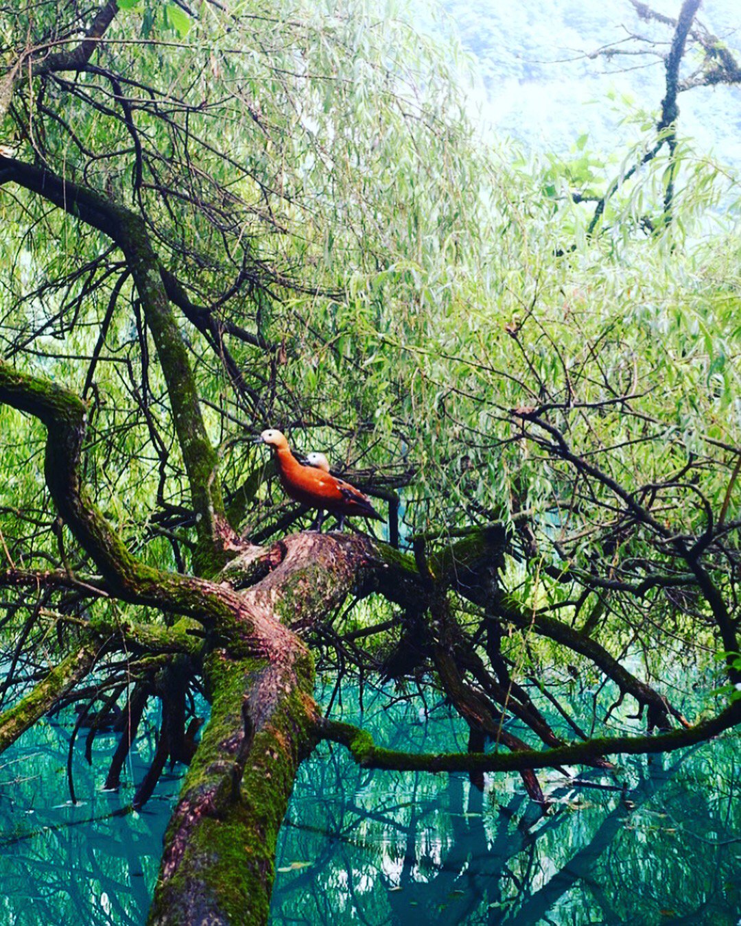 Голубые озёра