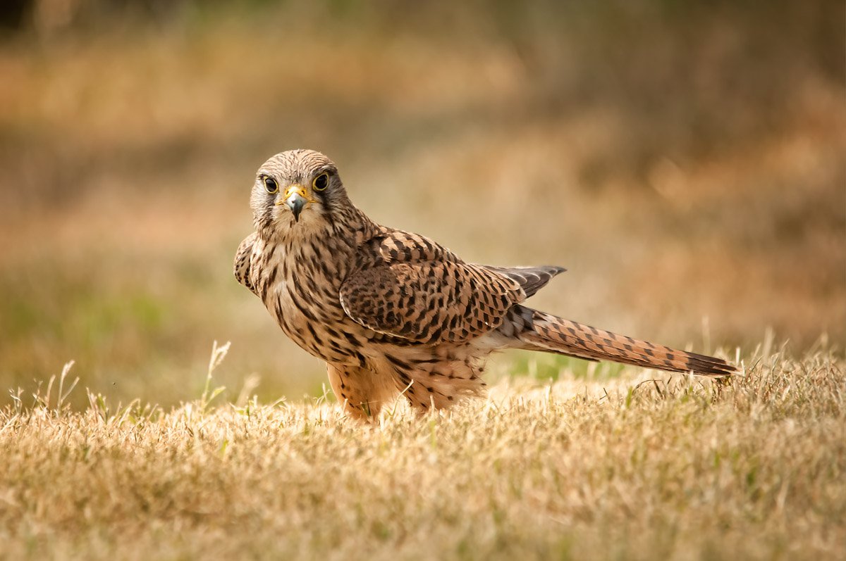 Falco tinnunculus rupicolaeformis