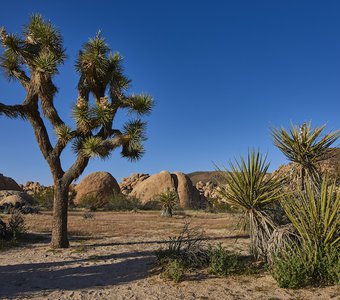 Joshua Tree, desert, CA.