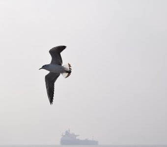 Bird. Bosporus. Ship.