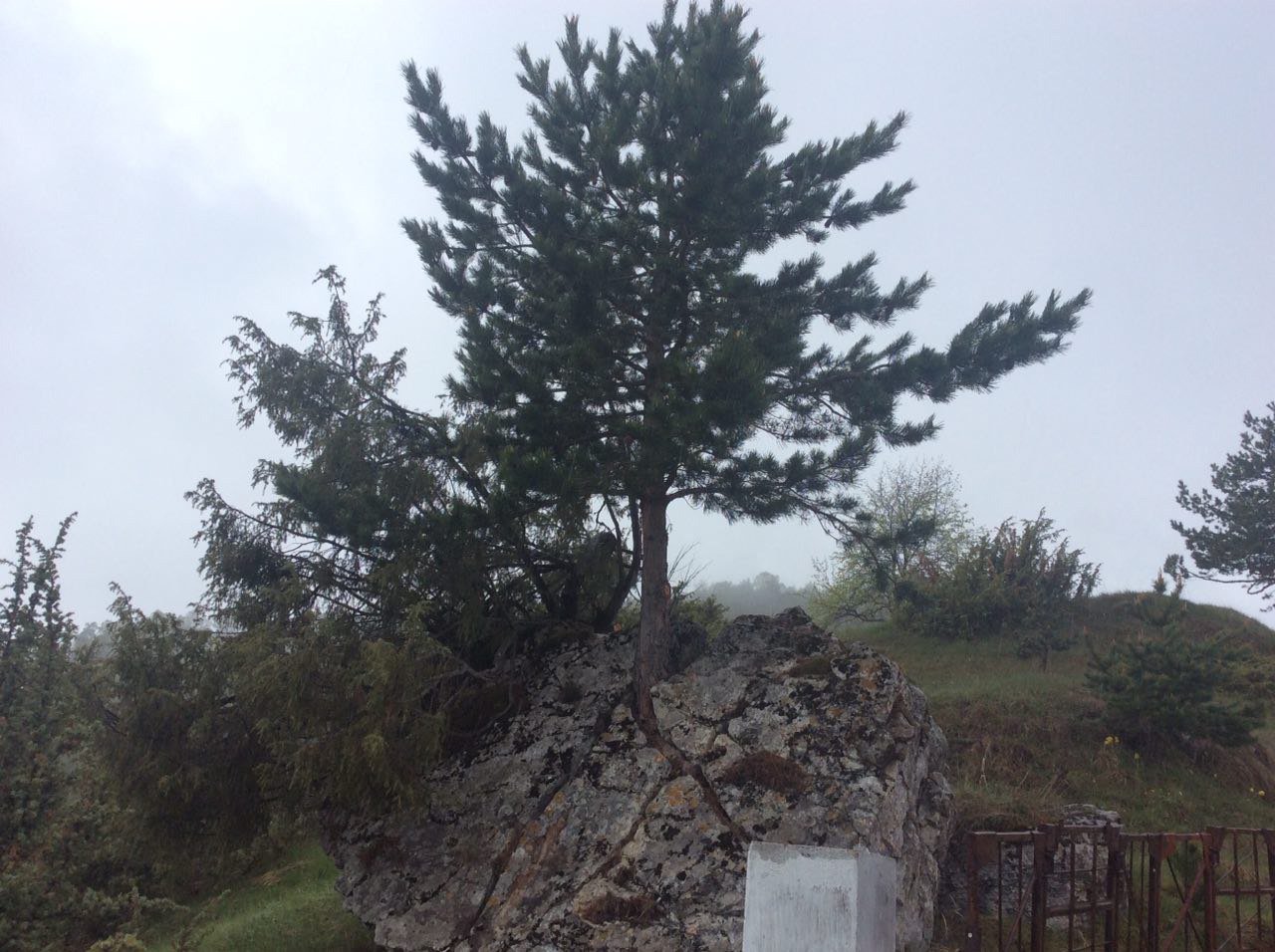 желание жить разрушит даже скалы!