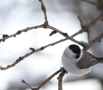 Гаичка в зимнем лесу