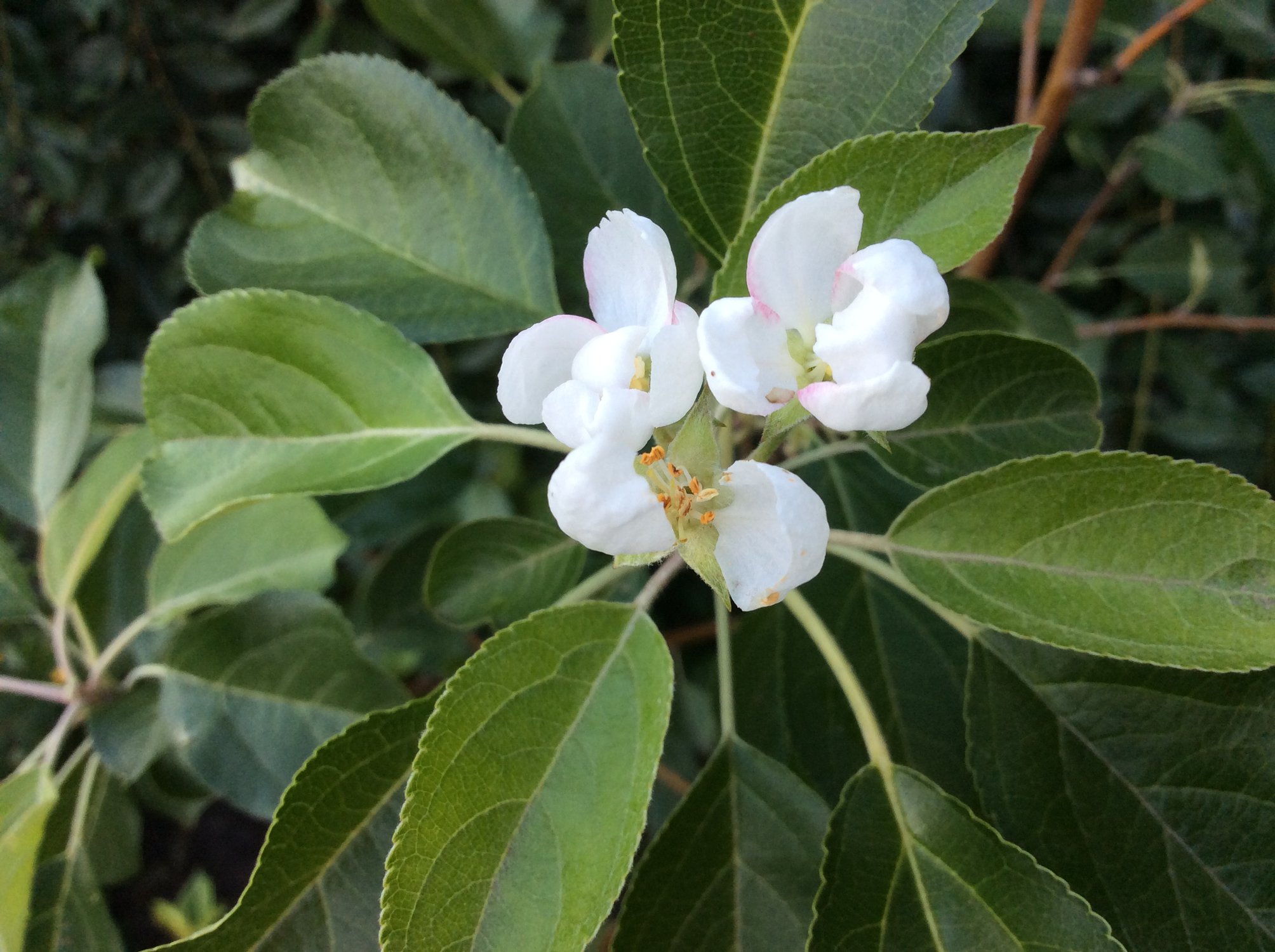 Цветы яблони