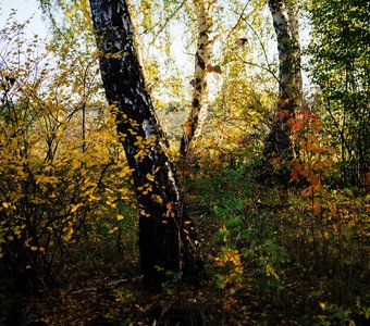 Осень в Зауралье