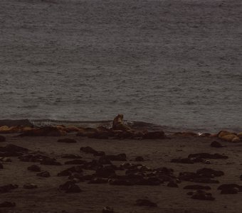 о.Беринга. Август 2017. Северный морской котик. Сивучи.