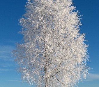 Березка Birch