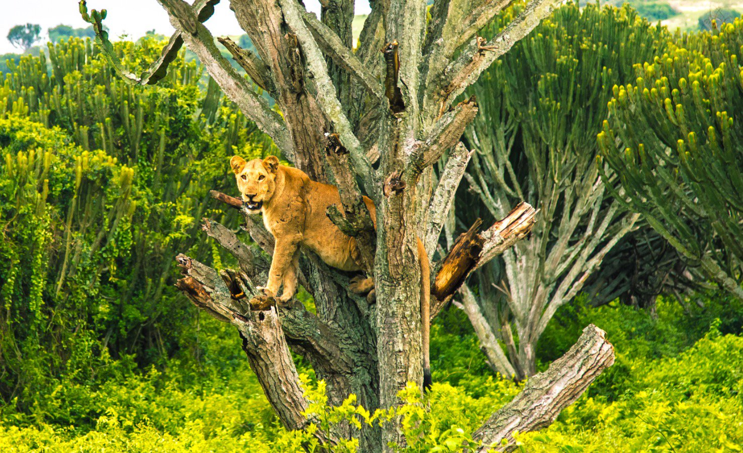 Древесные львы