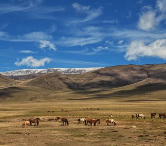 Алтайские просторы