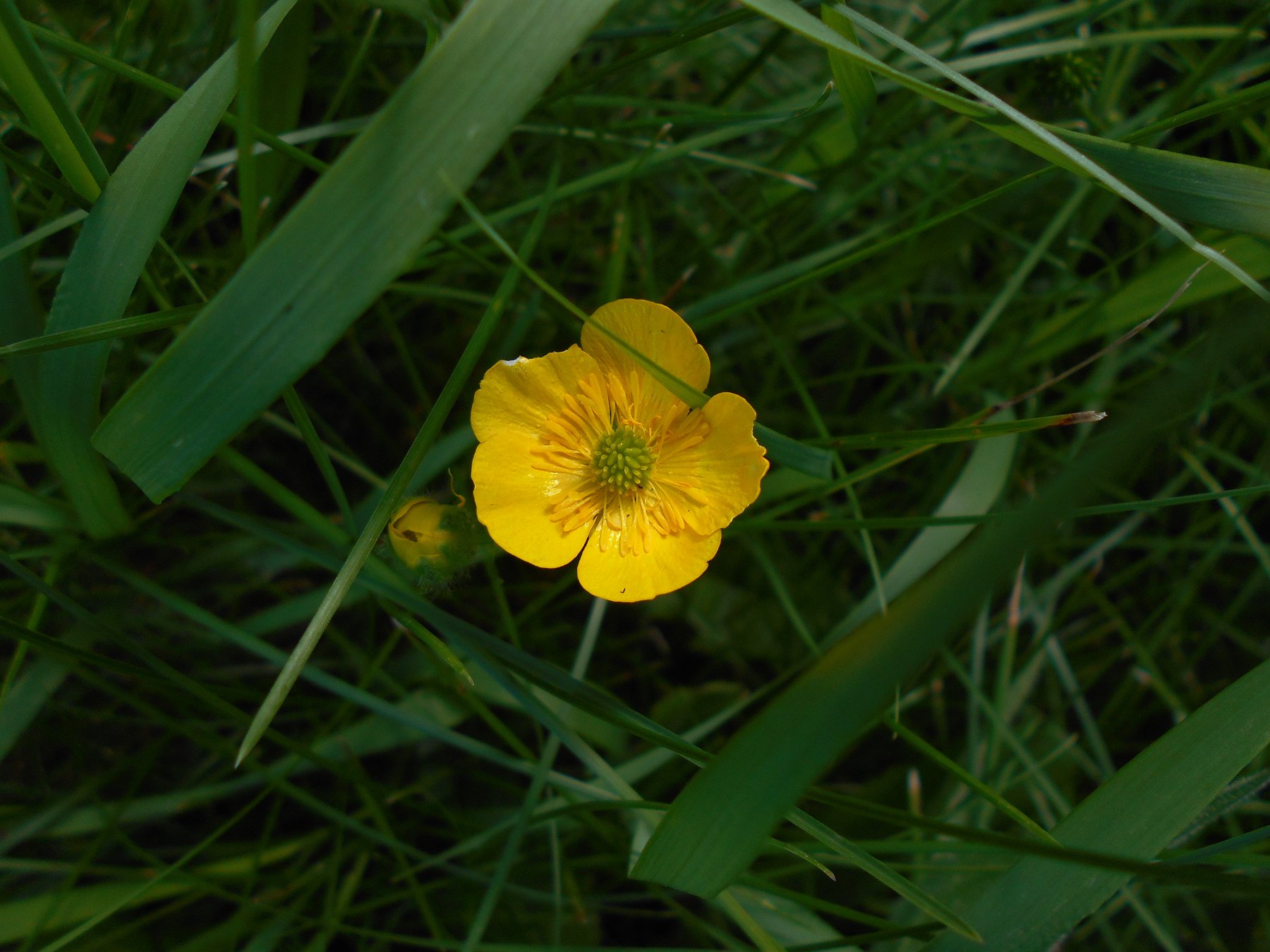 Ярко-желтый, маленький полевой цветок